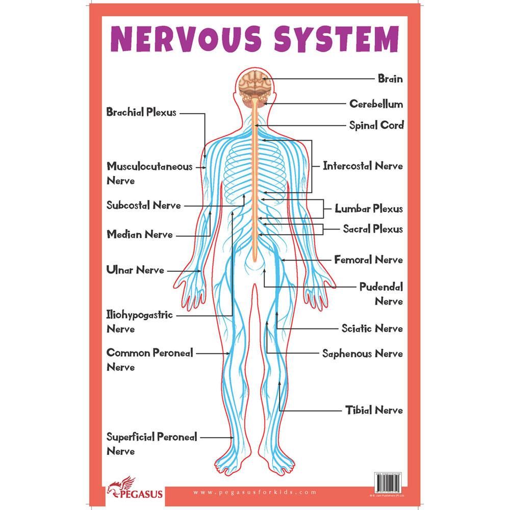 somatic nervous system labeled