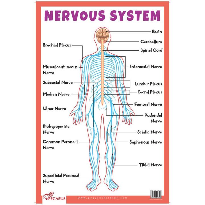 Simple Nervous System Diagram Chart - Diagramaica