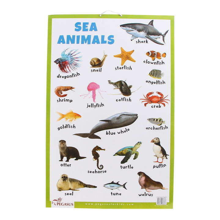 Shop Online Sea Animals Educational Chart (3 years & above